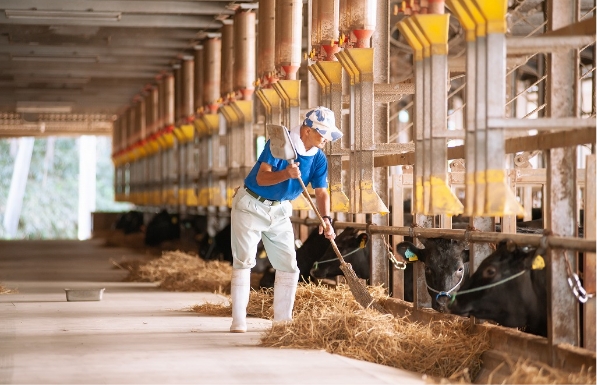 牛舎を掃除する一人の従業員と牛２