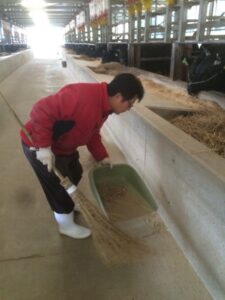 清掃中の松阪牛の飼育員