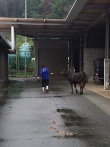 松阪牛の移動