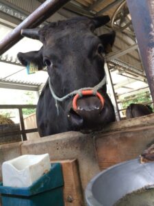 松阪牛の顔アップ