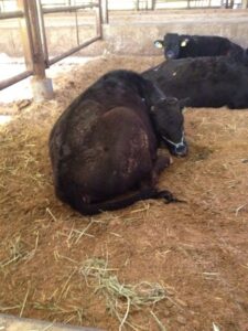熟睡中の松阪牛