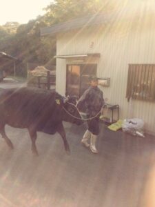 松阪牛と飼育員