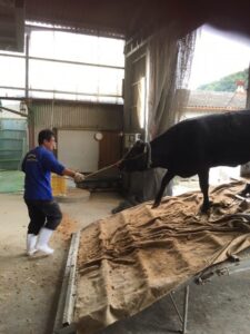 松阪牛の牧場移動