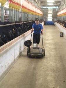 松阪牛の食事と牛舎の掃除