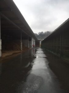 雨模様の松阪牛牧場