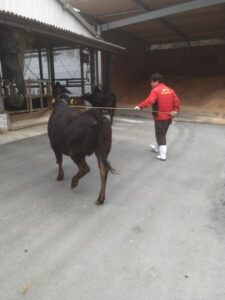 松阪牛の移動
