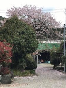松阪牛牧場の桜