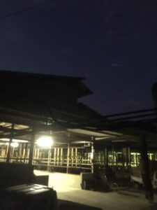 夜の松阪牛牧場