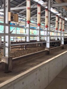 松阪牛牛舎の環境整備