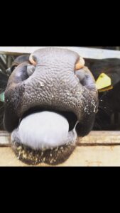 松阪牛の舌