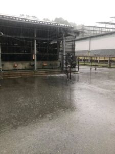 松阪宇牛舎と雨