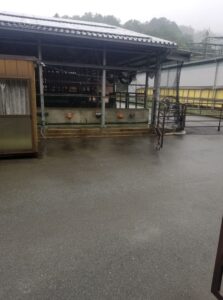 雨の日の松阪牛牛舎