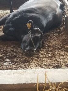 爆睡中の松阪牛