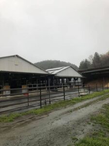 松阪牛牛舎と雨