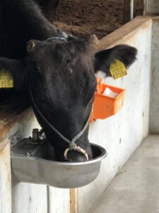 水分補給をする松阪牛
