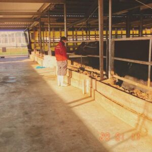 松阪牛と飼育員の交流