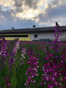松阪牛牧場の花