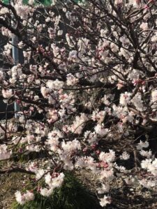 松阪牛牧場の桜