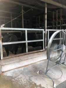 松阪牛と扇風機