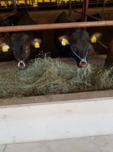 松阪牛と牧草