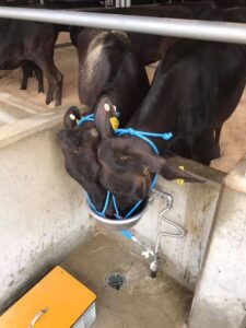 水を飲む松阪牛