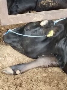 睡眠中の松阪牛