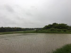 松阪牛牧場の田んぼ
