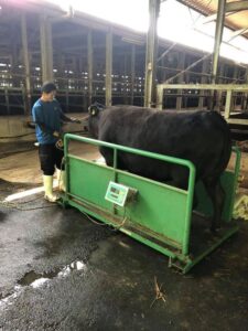 松阪牛の体重測定