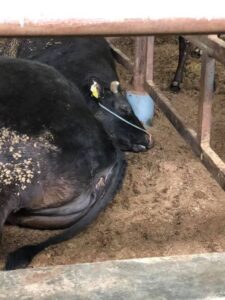 松阪牛の寝顔