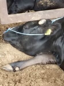 松阪牛の寝顔