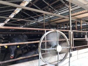 松阪牛と扇風機