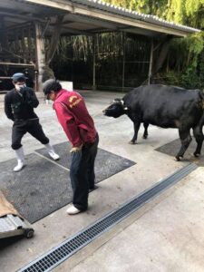 松阪牛と飼育員