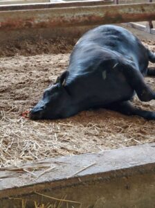 松阪牛の睡眠