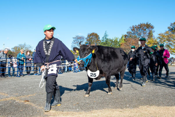 第73回松阪肉牛共進会で相可高校（三重県立相可高等学校）が出品した「にしき」号