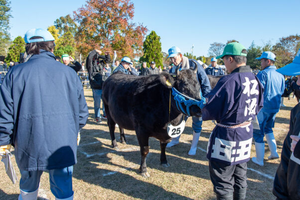 
第73回松阪肉牛共進会で相可高校（三重県立相可高等学校）が出品した「にしき」号を評価する畜産研究所の方