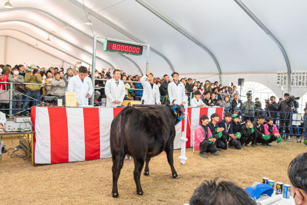 第73回松阪肉牛共進会の特産松阪牛のセリ市