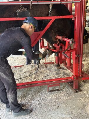 削蹄機で松阪牛の爪切りをする削蹄師2