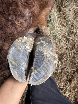 削蹄師から爪切りされた後の松阪牛