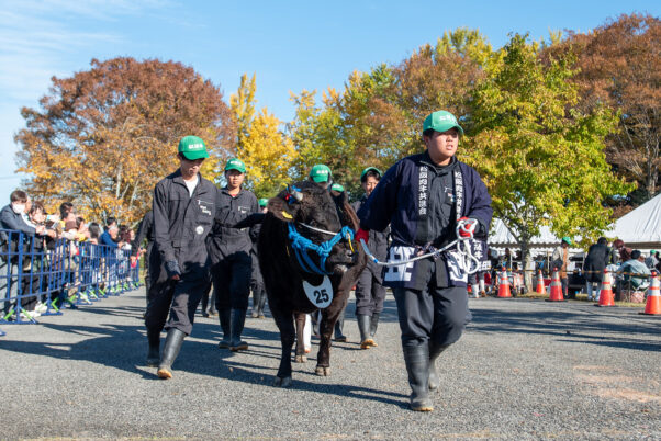 第74回 松阪肉牛共進会での相可高校が出品した特産松阪牛
