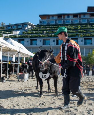 複合リゾート施設VISONで開催された第58回 多気町肉牛共進会の松阪牛⑩