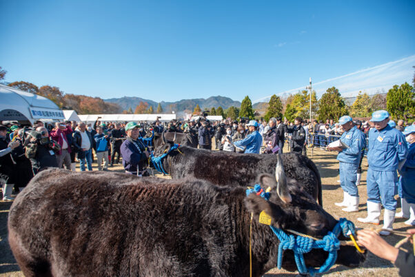 松阪農業公園ベルファームで開催された第74回 松阪肉牛共進会