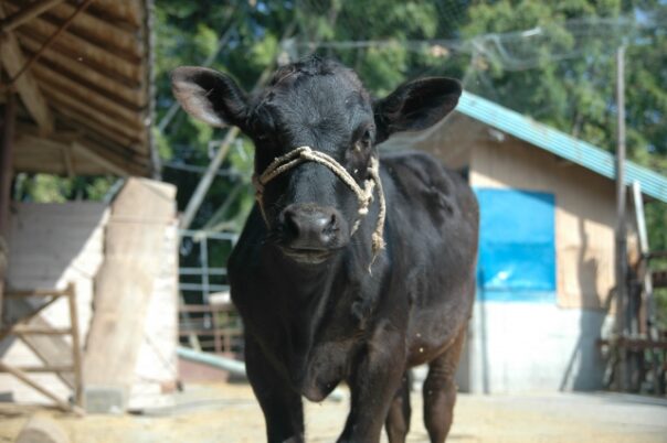 繁殖農家の黒毛和牛の子牛1